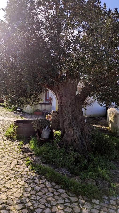 Villa Ancos Little House -Sintra Countryside- Montelavar Exterior foto